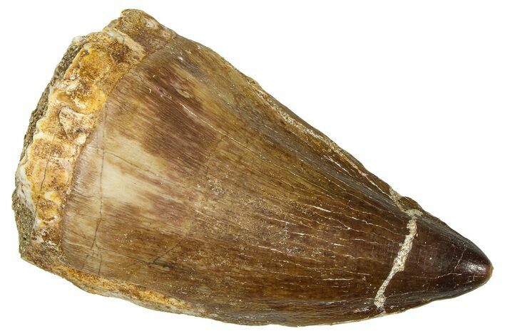 Fossil Mosasaur (Thalassotitan) Tooth - Morocco #374593